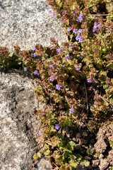 Ground ivy or Glechoma Hederacea plant in Saint Gallen in Switzerland