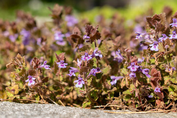 Ground ivy or Glechoma Hederacea plant in Saint Gallen in Switzerland