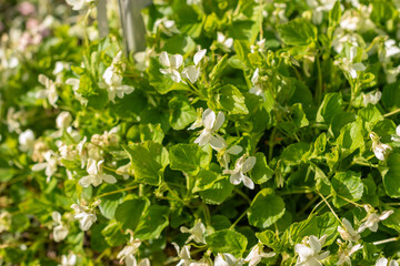 Viola Kunawarensis plant in Saint Gallen in Switzerland