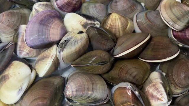 Soaking the clams in salt water to purge sand.