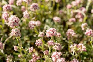 Catsfoot or Antennaria Dioica plant in Saint Gallen in Switzerland
