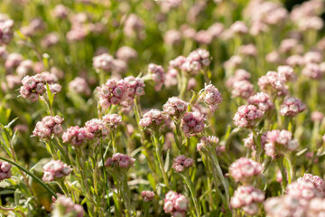 Catsfoot or Antennaria Dioica plant in Saint Gallen in Switzerland