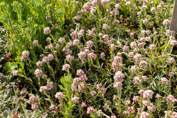 Catsfoot or Antennaria Dioica plant in Saint Gallen in Switzerland