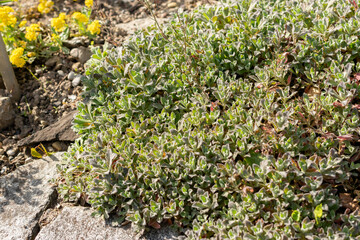 Mountain rock cress or Arabis Caucasica plant in Saint Gallen in Switzerland