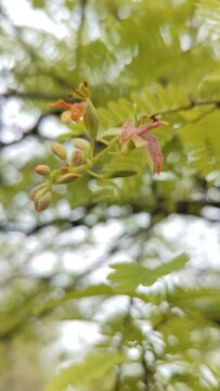 Tamarind flowers and leaves ,macro view , push in shot