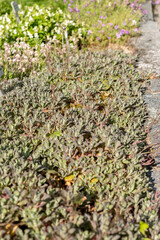 Mountain rock cress or Arabis Caucasica plant in Saint Gallen in Switzerland