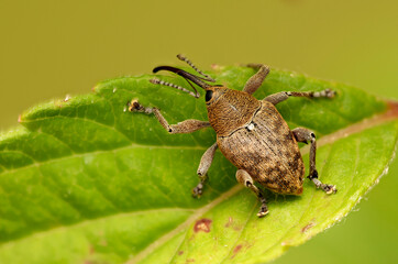 Käfer Eichelbohrer Curculio glandium makro