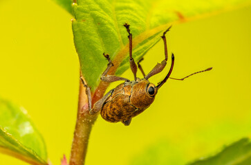 Käfer Eichelbohrer Curculio glandium makro