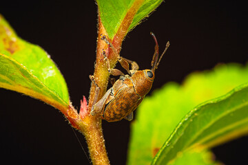 Käfer Eichelbohrer Curculio glandium makro © scaleworker