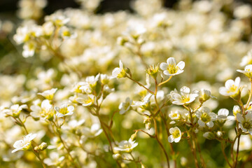 Saxifraga Tombeanensis plant in Saint Gallen in Switzerland