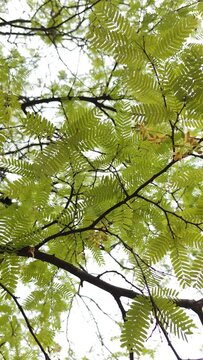 tamarind branches with leaves ,handheld rotating shot