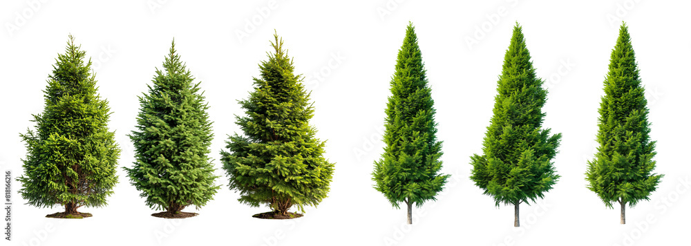 Poster isolated cypress trees collection on transparent or white background, 3d rendering