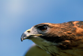 Red-Tailed Hawk