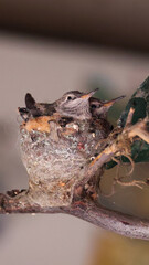 Two baby Hummingbirds in nest