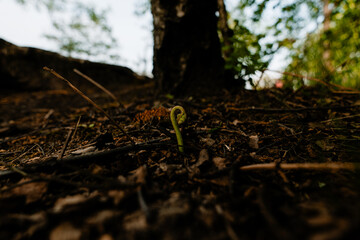 Young sprout of a fern growing from the ground in the forest