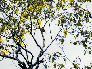 Bird on the tree in the nature at Czech Republic.