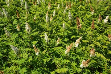 Bush with white flowers - Sorbaria sorbifolia ( false spiraea )