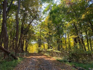 Obraz premium Country Road 