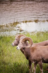 Big Horned Sheep Pair