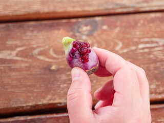 Hand holding red ride opuntia fruit or prickly pear edible cactus fruit with seeds squeezed out on...