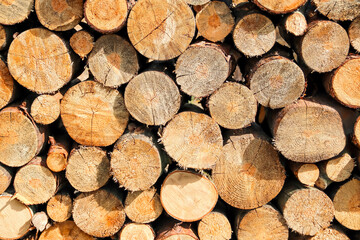 wooden logs felled and stacked in pile. timber industry. natural wooden logs background. blank, copy space for text