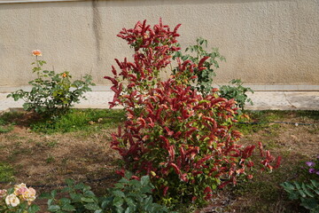 Blooming Mexican shrimp plant, or Beloperone guttata, in the spring