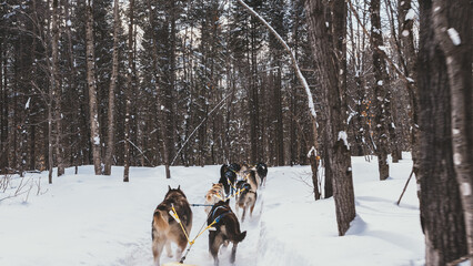 Dog sledding in Northern Quebec, Canada