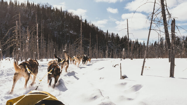 Mushers Path รูปภาพMushers – เลือกดูภาพถ่ายสต็อก เวกเตอร์ และวิดีโอ8,224 | Adobe Stock
