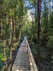 Fototapeta premium Carretera Austral or Route 7 in Patagonia, Chile. Pumalin Park, nature reserve in southern Chile. 