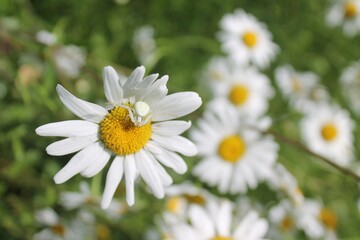 thomise blanche sur pâquerette