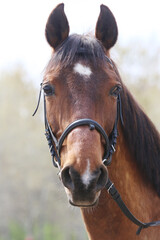 Portrait of a purebred horse outdoors. Extreme closeup of a purebred domestic horse. Equestrian...