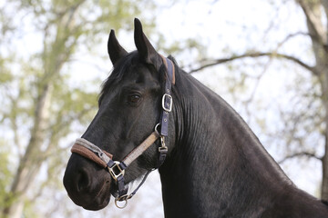 Portrait of a purebred horse outdoors. Extreme closeup of a purebred domestic horse. Equestrian life.