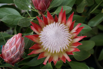 Blüten der Protea, Gartenpflanze der Gattung Zuckerbüsche, Federbusch, Kaprose