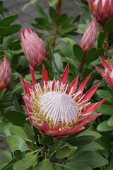 Blüten der Protea, Gartenpflanze der Gattung Zuckerbüsche, Federbusch, Kaprose