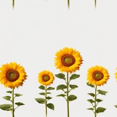 High quality illustration of several sunflowers isolated on white background, transparent png file
