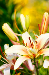Obraz premium Lilies