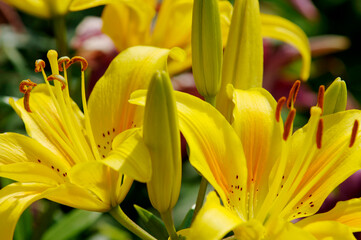 Obraz premium Flowers