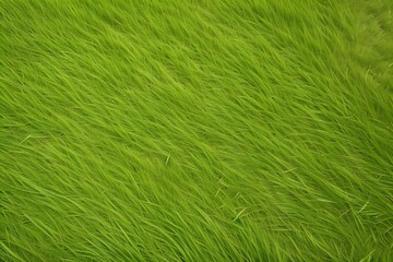 Green Grass field texture for graphics resources