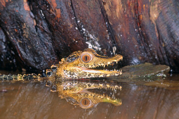 Dwarf Caiman