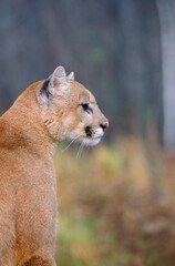 Cougar