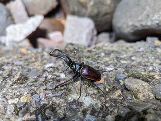 Chiasognathus grantii, a species of stag beetle found in Argentina and Chile. It is known as Darwin's beetle, Grant's stag beetle, or the Chilean stag beetle. Queulat National Park.