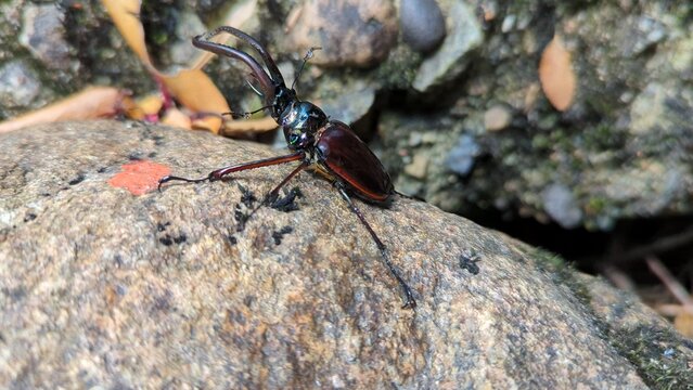 Chiasognathus grantii, a species of stag beetle found in Argentina and Chile. It is known as Darwin's beetle, Grant's stag beetle, or the Chilean stag beetle. Queulat National Park.