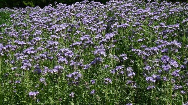 Flowering fiddleneck (Phacelia tanacetifolia). Blooming blue tansy or lacy phacelia.
