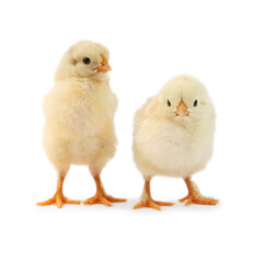 Two cute chicks isolated on white. Baby animals