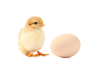 Fototapeta premium Cute chick and egg isolated on white. Baby animal