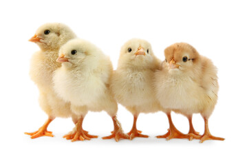 Many cute chicks isolated on white. Baby animals