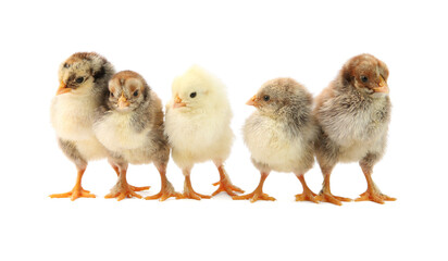 Many cute chicks isolated on white. Baby animals