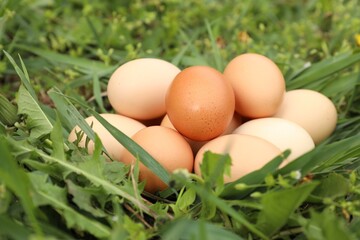 Fresh chicken eggs on green grass outdoors, closeup