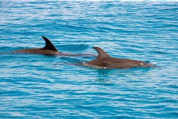 Atlantic Spotted Dolphins