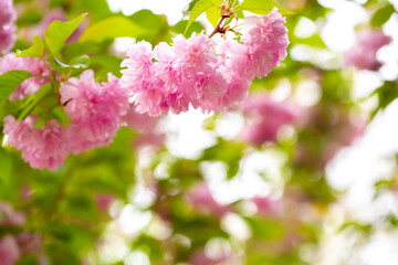 Sakura. Cherry blossom, branches with flowers sway in the wind. Pink flowers of the sakura tree....